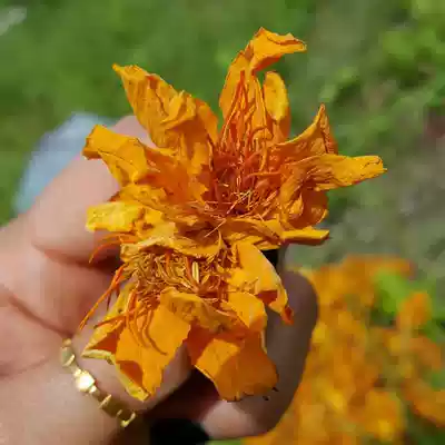 Bulk new Daxinganling grassland specialty wild golden lotus tea plug outside Longjing throat guard 500g