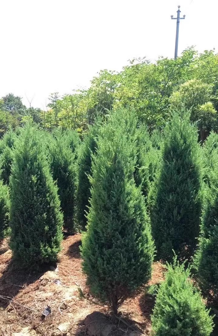 如意苗木基地