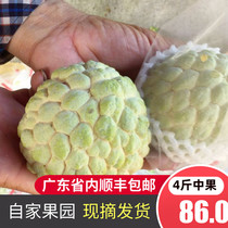 4 pounds of Chaoshan Zhanglin Ringo Buddhas Head Fruit Custard Apple Sugar Apple Pregnant Womens Seasonal Fruits Now Picked and Now Delivered by SF Express
