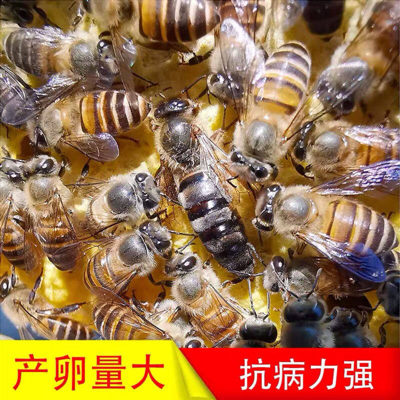 红珊瑚艾思美城的LOGO