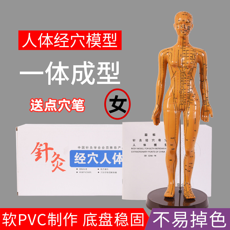 Traditional Chinese Medicine Teaching Acupuncture Acupoint Human Body Model Male and female meridians Meridian Small Brass pushers Ear Head Foot foot model shape
