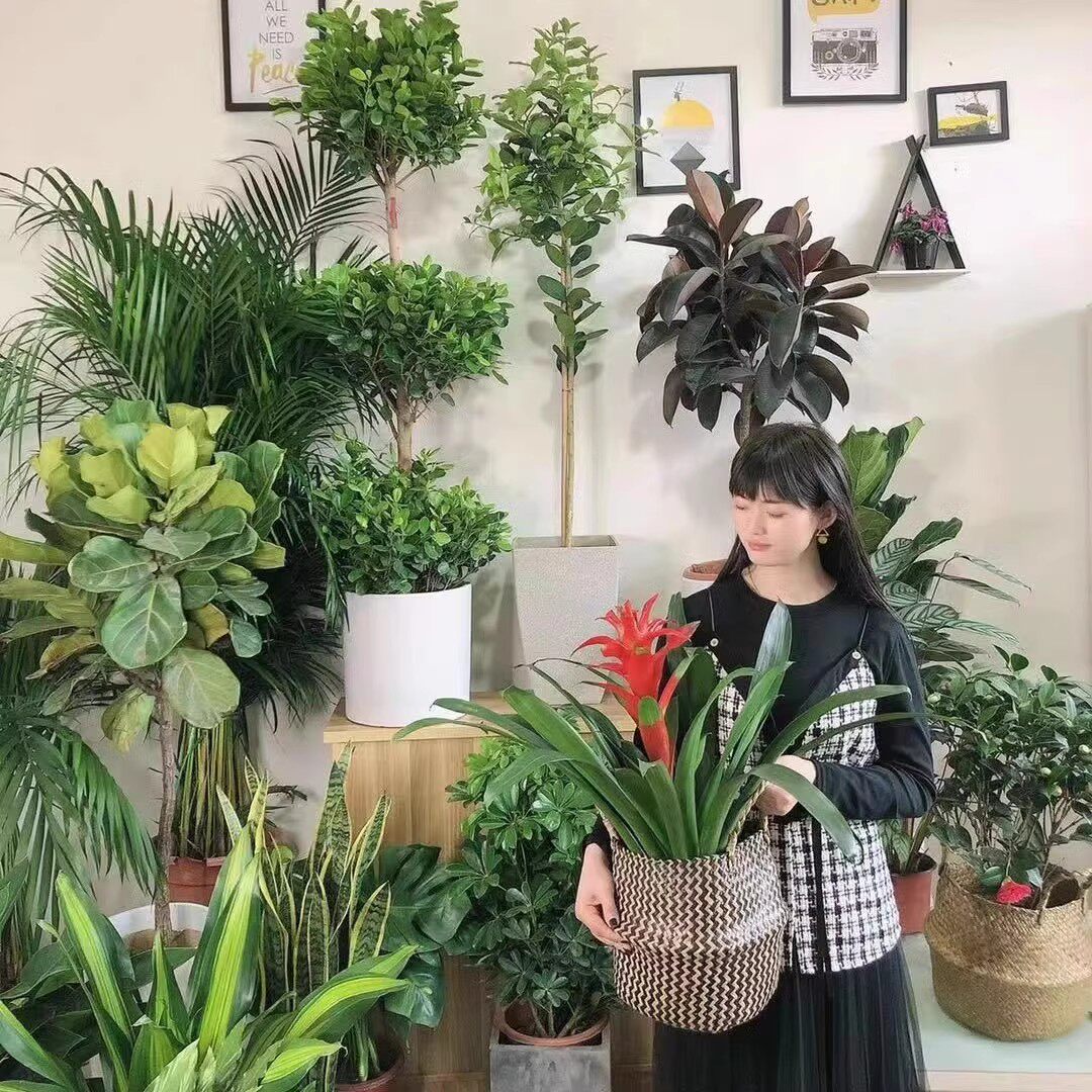 小严家庭园艺