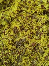 Fresh golden wisps of plum flowers made pure dew as essential oils or flower tea flower materials Raw materials One catty to the payment