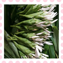 Wild ginger flowers fresh wild ginger flowers pure dew essential oil enzymes are being picked starting with a pound in group purchase