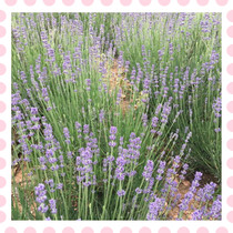 Fresh lavender flower branches freshly marinated specially made pure dew issued in Zhejiang