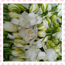 Fresh gardenia flowers have single and double gardenia flowers to make pure dew enzyme herbs Group purchase flowers