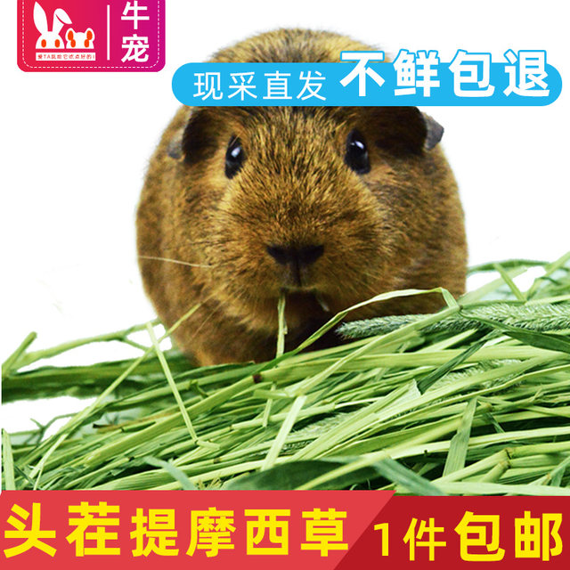 2023年优质提摩西草兔子粮草晒干提草龙猫荷兰猪饲料豚鼠提摩西草