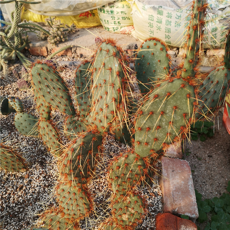 花火团扇 花火实生 仙人掌品种 红花 单片 Opuntia 长刺花火 火花 Изображение 1