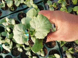 Chestnut pumpkin seedlings, old pumpkins, extra large pumpkin seedlings, small pumpkin seedlings, oak pumpkin seedlings, Beibei pumpkin seedlings