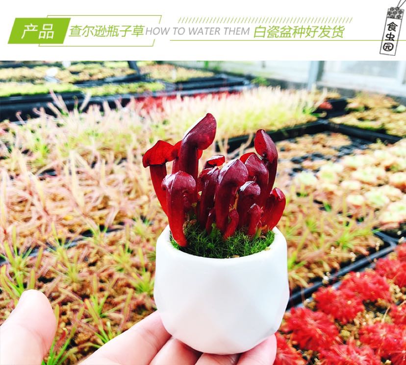 Carnivorous plant Charson bottle grass ceramic pots are planted well in office repellent green plants