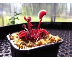 насекомоядное растение 食虫植物-红色食人鱼捕蝇草（特价小苗！包邮 ）红色捕蝇草 373500054