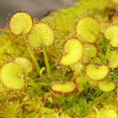 насекомоядное растение 【爱心/负子茅膏菜】食虫植物 食人花趣味绿植盆栽 稀有品种 包邮