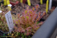 насекомоядное растение 食虫植物--贝莉茅膏菜【食虫草 奇异盆栽大型莲座状茅易种推荐】 Insect garden