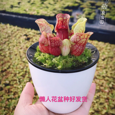 насекомоядное растение 食虫植物-紫色瓶子草 食虫草 食人花 易活品种
