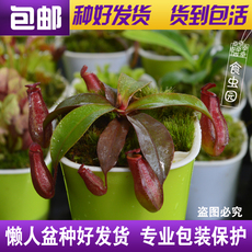 насекомоядное растение 食虫植物--猪笼草套餐【食虫草 盆栽 绿植】包邮 会吃虫子的草