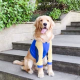 Золотой ретривер собака Кермид Лабораторная лабораторная лабрадор