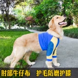 Золотой ретривер собака Кермид Лабораторная лабораторная лабрадор