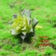 Hoa không khuyết tật, mọng nước nhân tạo, xanh nhân tạo, nhiệt đới, chậu nhỏ, khung ảnh, hoa, tường xanh - Hoa nhân tạo / Cây / Trái cây hoa lan hồ điệp giả