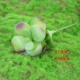 Hoa không khuyết tật, mọng nước nhân tạo, xanh nhân tạo, nhiệt đới, chậu nhỏ, khung ảnh, hoa, tường xanh - Hoa nhân tạo / Cây / Trái cây hoa lan hồ điệp giả