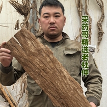 New arrival of Eucommia ulmoides a centuries-old bark tree in the wild on the Gansu Plateau 500g with the rough bark removed