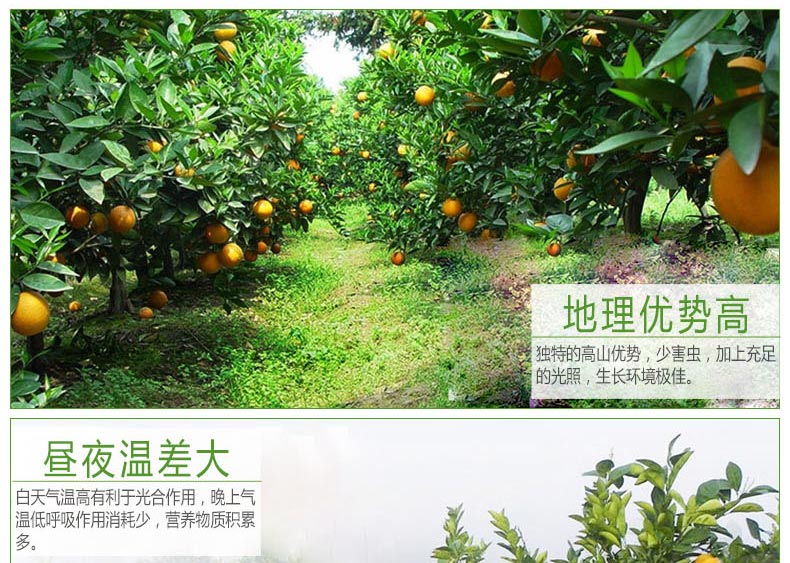 福建正宗永春芦柑 新鲜水果橘子现摘佳果75m