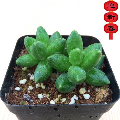 High-quality succulents, office balcony green plants, flowers, formaldehyde-absorbing, radiation-proof potted plants