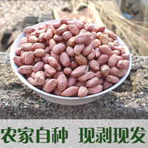  Peanuts raw peanuts new peanut kernels farm-produced hand-peeled Shandong specialty snacks rice kernels grains 500g in bulk