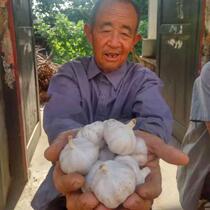 2021 new garlic head dried garlic white skin east garlic Jinxiang help farmers garlic seeds 5 kg help farmers Cangshan