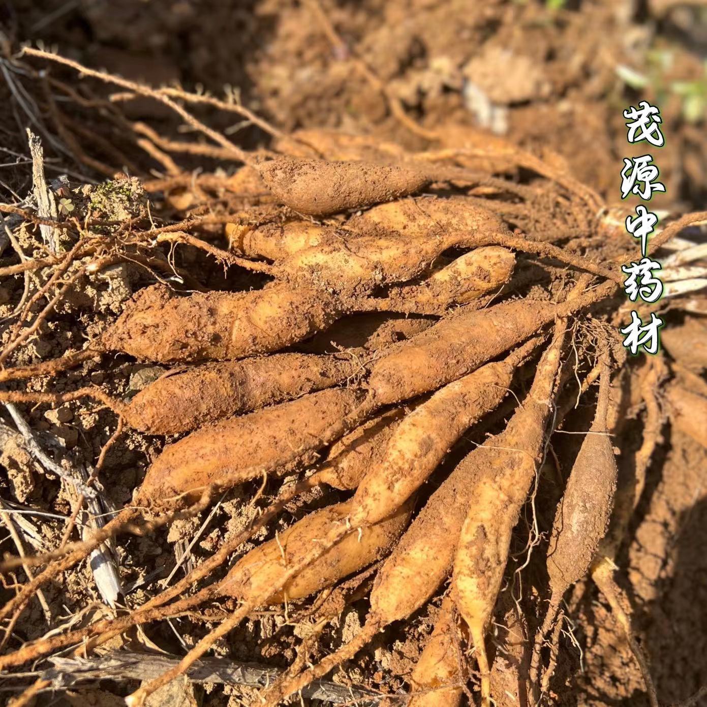 福建野生天门冬500g包邮,中药材界的养生神器🌿-天门冬-淘宝百科网