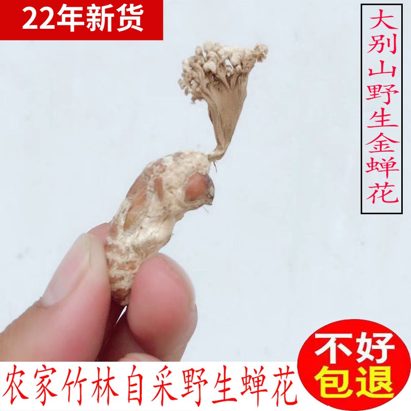 2022 Dabie Mountain Golden Cicada Flower Wild New Goods 250g Knowing the Flower Cordyceps Powder Non-500g Can Replace Cordyceps