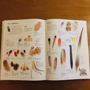 DK生物大百科(修订版)(精) 青少年课外科普书 昆虫恐龙鸟类哺乳动物和植物百科 侏罗纪王国星球大探秘恐龙世界大百科