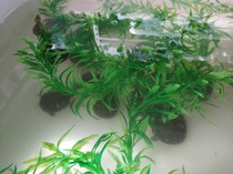 Emulated water grass fish tank made scenery environmentally friendly and non-toxic anti-bite fish shelter from no base