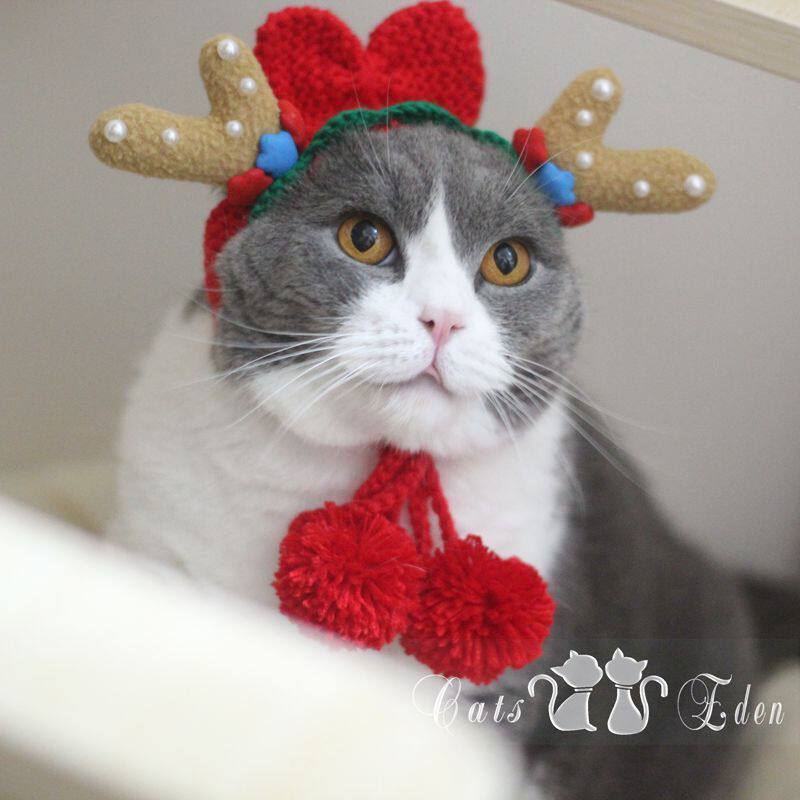 Pet dog cat cross-dressing Christmas antler flower fairy hat pet cat teddy headdress handmade antler hat