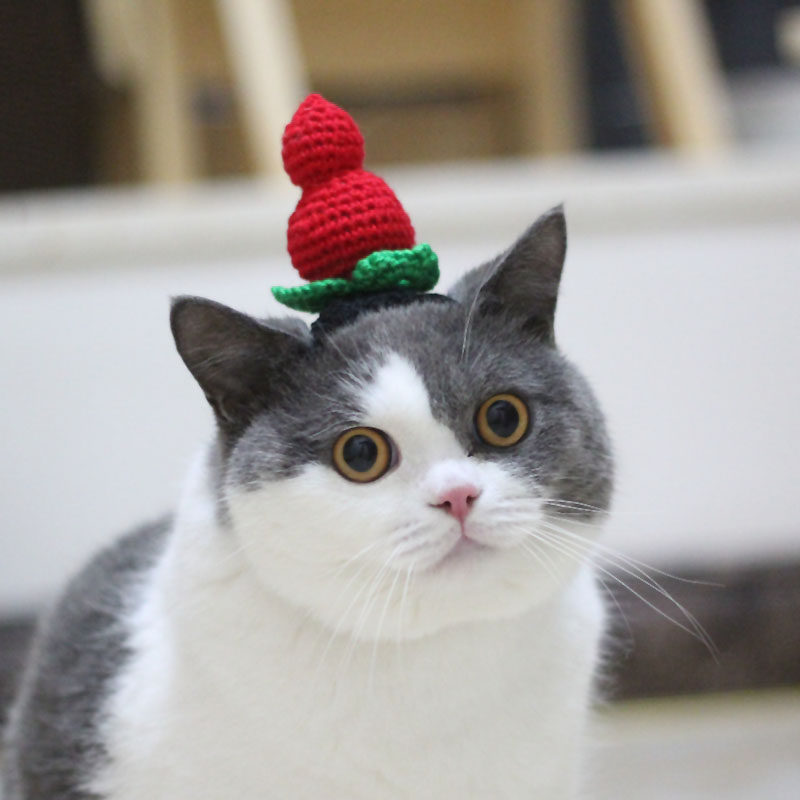 Pet cat Huludao cross-dressing hat into kitty cat dog selling cute beat shaking head chisel props funny cute