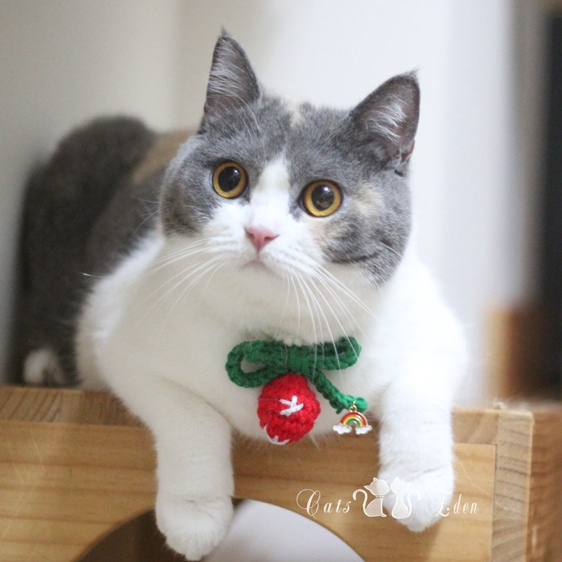 Kitty Rainbow Ball Butterfly knot Christmas Item Circle Neckline Neckline neckline Woven Pet Selling Cute New Products-Taobao