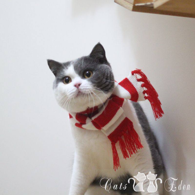 New pet into kitty cat Christmas striped scarf scarf scarf winter wool knit warm cat dog