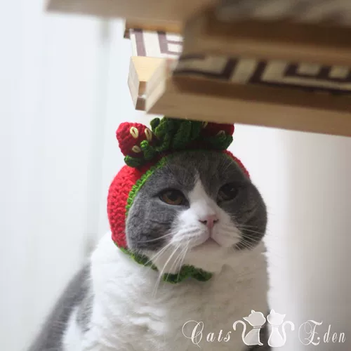 Шерстяная плетеная клубника, шапка, DIY, домашний питомец, кот