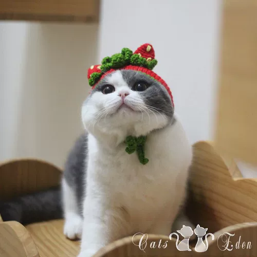 Шерстяная плетеная клубника, шапка, DIY, домашний питомец, кот