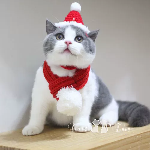 Шапка, шарф, накидка, плащ, милый комплект, наряжаться