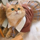 Сумка для кошек, колледжа, домашних животных, JK, юбка, одежда для кошек, платье, одежда для щенков мальтийского йоркшира