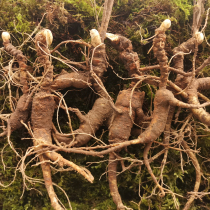 Long white Mountain wild fresh forest Lower seed ginseng Old Mountain Ginseng Hills Exhibi pool Bottom Ginseng Lower Ginseng Pool Bed Exhibi
