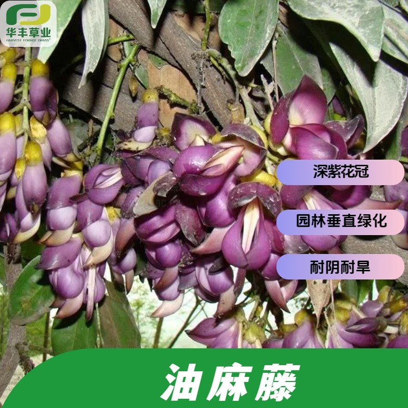 油麻藤种子｜深紫花冠爆美！耐阴耐旱的垂直绿化神器，阳台也能种出花园！-牧草种子-淘宝好物网
