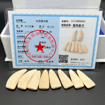 Mammoth ivory guzheng nail children adult examination class art examination performance level groove arched surface large small and medium size