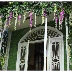 Mô phỏng hoa tử đằng, hoa đậu biếc, hoa giả trung tâm mua sắm 4S trần nhà triển lãm phòng triển lãm mẫu giáo trang trí trần đám cưới đám cưới - Hoa nhân tạo / Cây / Trái cây