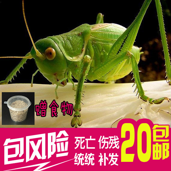 Risk-wrapped Iron Weta Live Winter Weta Green Weta song insect New pet weta called Grasshopper