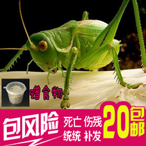 Package risk Iron Grasshopper Live winter Grasshopper Green Grasshopper Song insect New off pet grasshopper called grasshopper