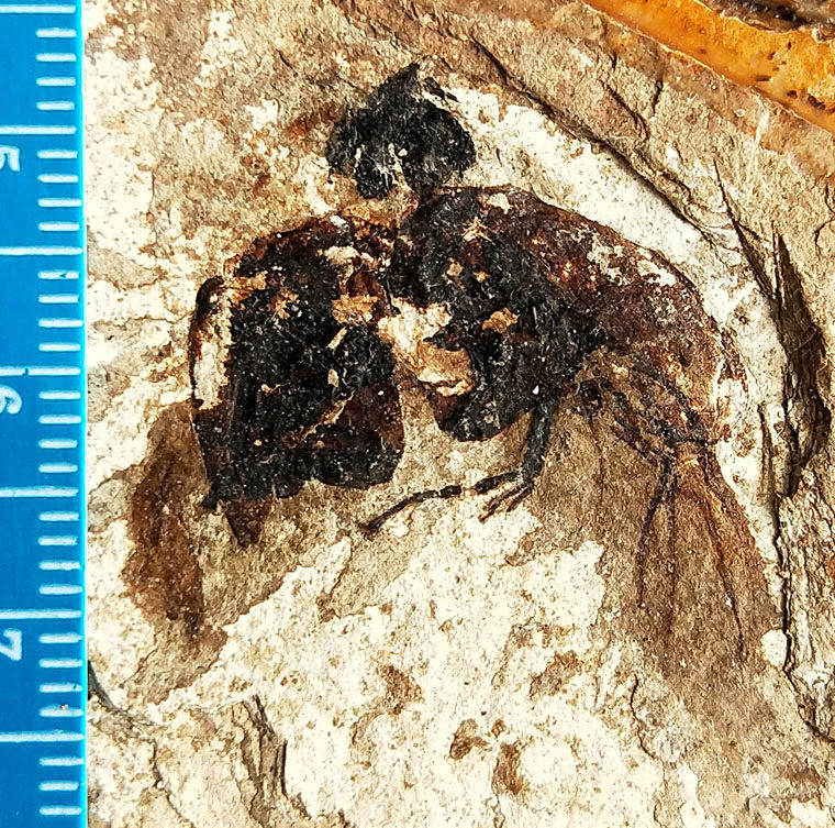 Fossilized insect fossils from Shanwang (Collection specimens 3)