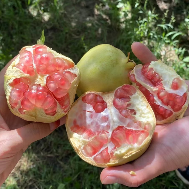云南蒙自生鲜生态园