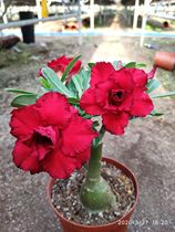 Meet rose edge double-petal desert Rose new small three days] Enjoy flowers and root succulents