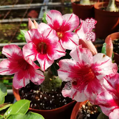 Meet the rose, single-petal desert rose new product purple rhyme] Appreciation of flowers and roots and roots of succulents